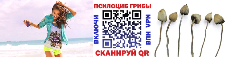 купить сайты MEGA зеркало Псилоцибиновые грибы мицелий Острогожск